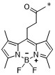 BODIPY 493/503化學結構