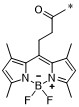 BODIPY 493/503化学结构