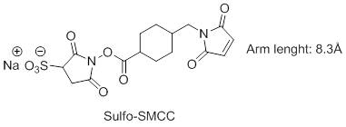 sulfo-SMCC