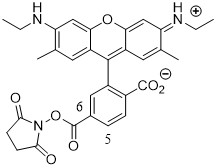 Rhodamine-6G-NHS