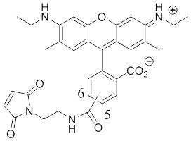 Rhodamine-6G-maleimide