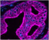 Cy5 staining tissue